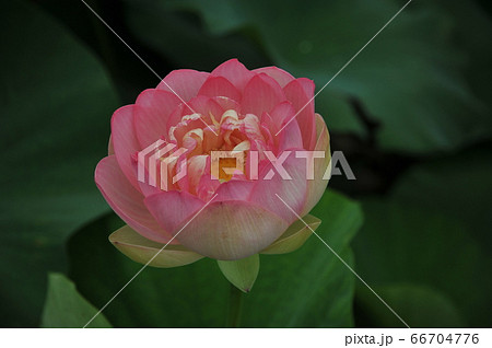 蓮の花 蓮の花 66704776