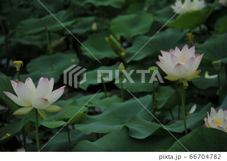 蓮の花 蓮の花 66704782