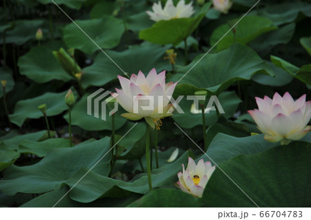 蓮の花 蓮の花 66704783