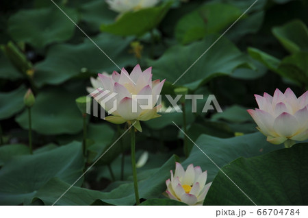 蓮の花 蓮の花 66704784