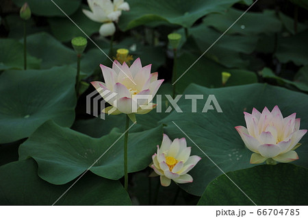 蓮の花 蓮の花 66704785