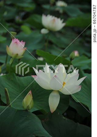 蓮の花 蓮の花 66704787