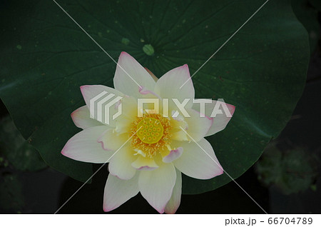 蓮の花 蓮の花 66704789