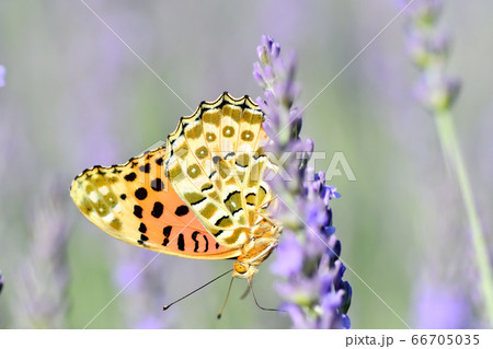 Spring Butterfly Beauty