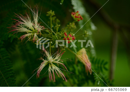 ネムノキと水滴 ネムノキと水滴 66705069