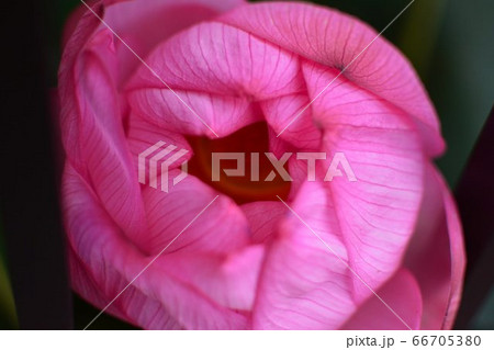 蓮の蕾からの開花 アップ 蓮の蕾からの開花 アップ 66705380