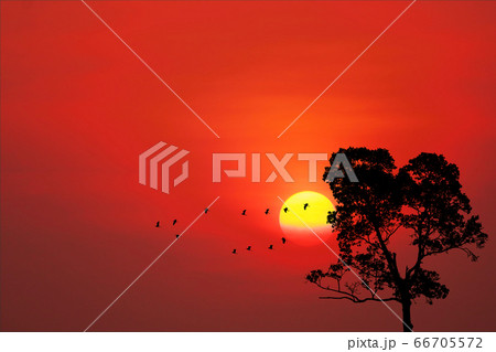 sunset back on silhouette birds fly away home and 66705572