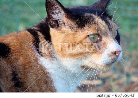 ほ乳類(Mammal) 0