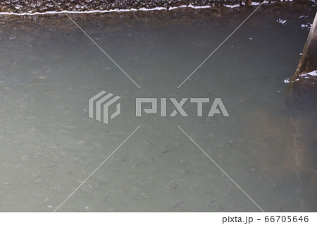 タイリクバラタナゴ（幼魚） 66705646