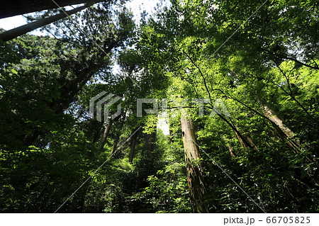 6月の梅雨の合間の晴れに筑波山への登山 66705825