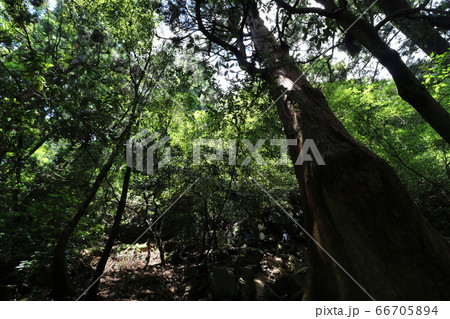 6月の梅雨の合間の晴れに筑波山への登山 6月の梅雨の合間の晴れに筑波山への登山 66705894