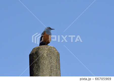 街に住むオスのイソヒヨドリ 街に住むオスのイソヒヨドリ 66705969