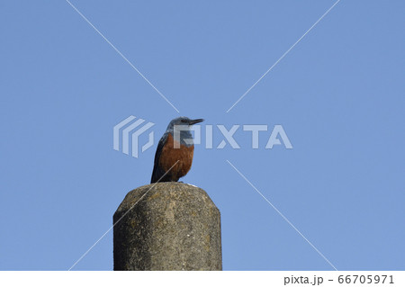街に住むオスのイソヒヨドリ 66705971
