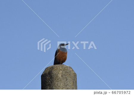 街に住むオスのイソヒヨドリ 66705972