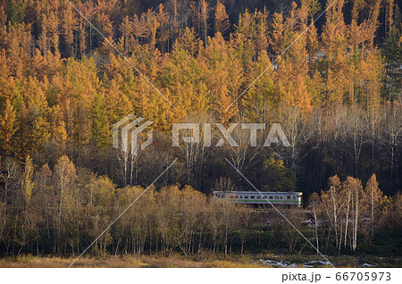 紅葉の森林の中を行く根室本線 66705973