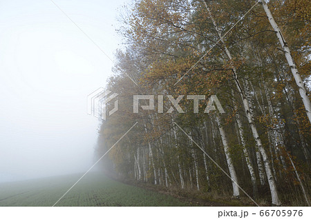北海道美瑛 晩秋の朝霧に包まれた白樺林 北海道美瑛 晩秋の朝霧に包まれた白樺林 66705976