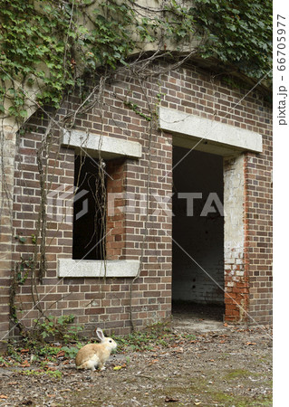 広島県大久野島　戦争遺構の弾薬庫跡とうさぎ 66705977