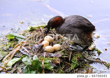 孵化して間もないカイツブリの雛と親鳥 66706085