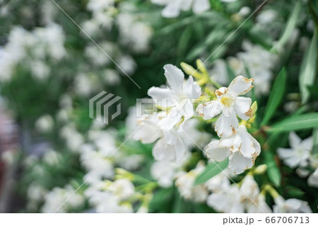 花の名は? 花の名は? 66706713
