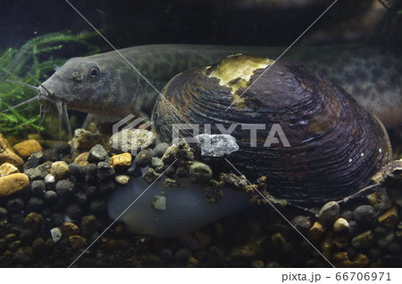 潜るマツカサガイとドジョウ 潜るマツカサガイとドジョウ 66706971