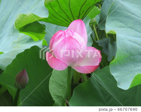 蓮の花とつぼみ 蓮の花とつぼみ 66707690