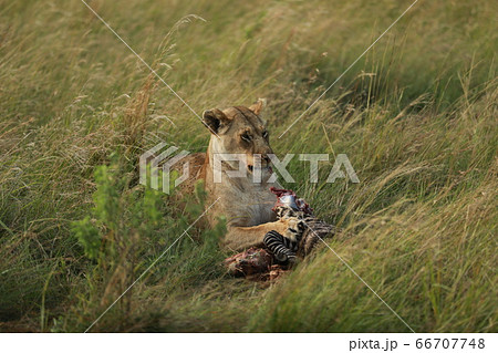 ライオン シマウマ 捕食者の写真素材