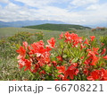 長野県蓼科　ビーナスラインのレンゲツツジ 66708221