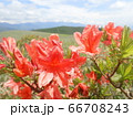 長野県蓼科　ビーナスライン沿いのレンゲツツジ 66708243