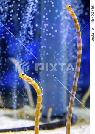 可愛いチンアナゴたち 66708360