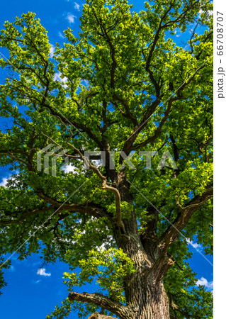 Old Oak Tree With Green Leaves And Blue Sky Old Oak Tree With Green Leaves And Blue Sky 66708707