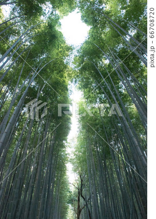 京都嵐山の竹林 京都嵐山の竹林 66708720