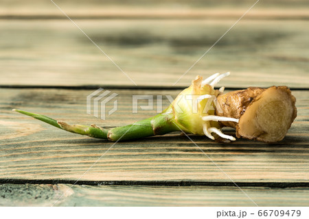 Ginger root with a green sprout and new white roots. Ginger root with a green sprout and new white roots. 66709479