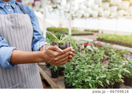 Gardener and greenhouse management. Girl with plant in pot in her hands in interior of orangery 66709618