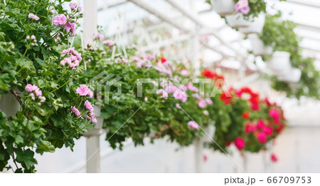 Collection of miniature roses in greenhouse. Pink and red potted flowers hanging from ceiling 66709753