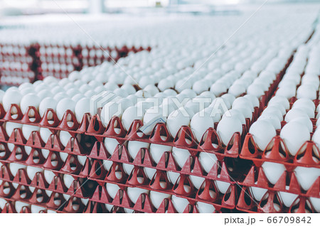 egg factory industry poultry conveyor production egg factory industry poultry conveyor production 66709842