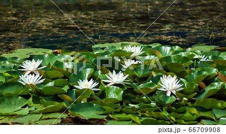 Landscape with white and yellow water lilies on the lake on a sunny day. Ukraine, Kiev. 66709908