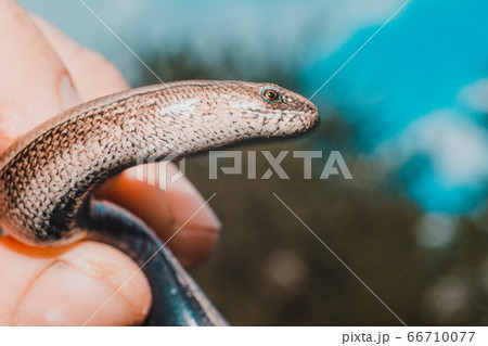A man holds a legless lizard with a fingers on a A man holds a legless lizard with a fingers on a 66710077