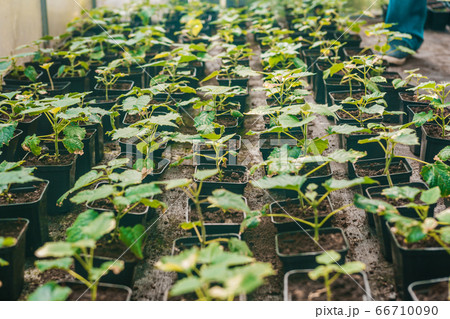 Young green paulownia tree. Breeding of flowering 66710090