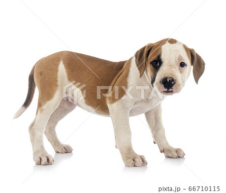 puppy american bulldog puppy american bulldog 66710115