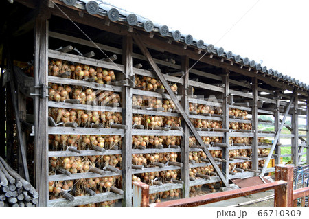 玉葱小屋と吊るされた淡路島産玉ねぎ 玉葱小屋と吊るされた淡路島産玉ねぎ 66710309