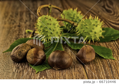assorted shell green and brown chestnuts on a 66710446