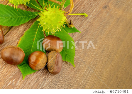 peeled brown chestnuts lie on a green leaf and 66710491