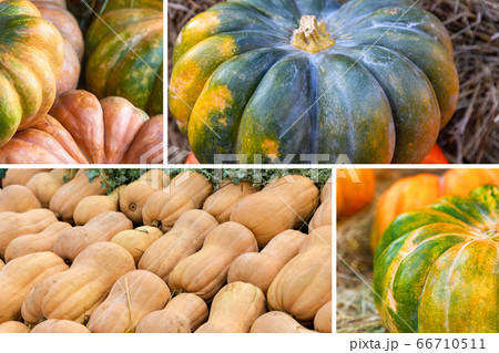 assorted pumpkins long nutmeg and green pumpkin assorted pumpkins long nutmeg and green pumpkin 66710511