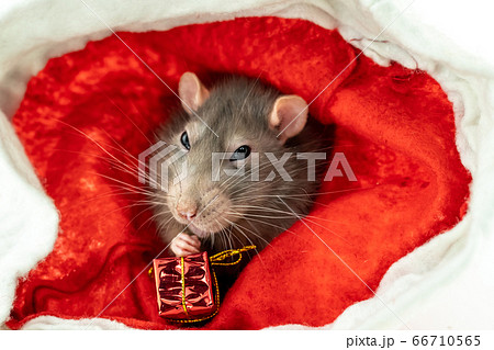 sly rat with big eyes sitting with giftbox looking 66710565