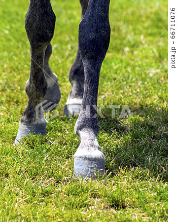 Horse Feet closeup.. 66711076