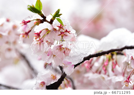 雪解け桜 雪解け桜 66711295