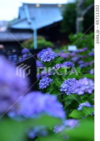 梅雨の時期 66711302