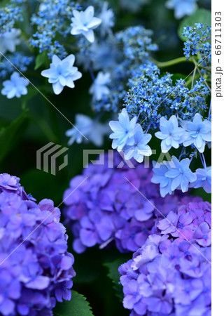 アジサイ 66711303