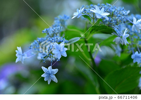 梅雨の花 梅雨の花 66711406