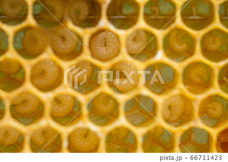 Background of bee honeycombs with larvae in a hive 66711423
